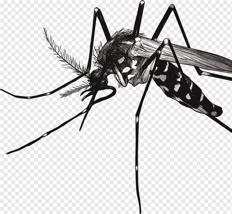 mosquito da dengue png